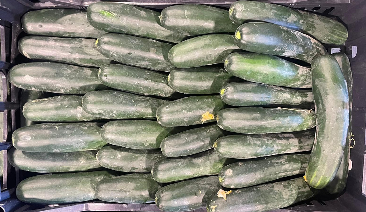 Cetrioli - Italia - 0,90/1,00 euro al chilogrammo